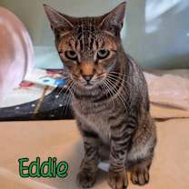 Thumbnail photo of Eddie (Munster) #3