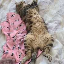 Thumbnail photo of Ringo #3