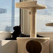 Thumbnail photo of Ringo #1