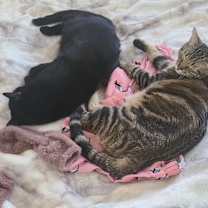 Thumbnail photo of Ringo #2