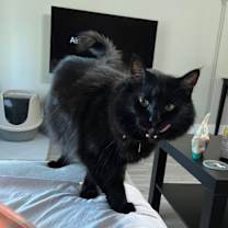 Thumbnail photo of Leonard #3
