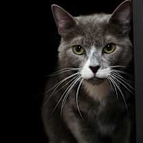 Thumbnail photo of Eli #3