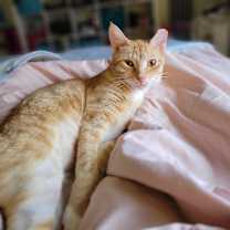 Thumbnail photo of Tangerine #1