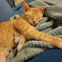 Thumbnail photo of Tangerine #2