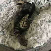 Thumbnail photo of Rosey Posey #2