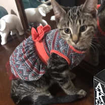 Thumbnail photo of Rosey Posey #3