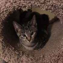 Thumbnail photo of Rosey Posey #4