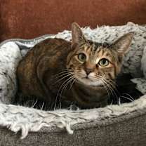 Thumbnail photo of Lily #1