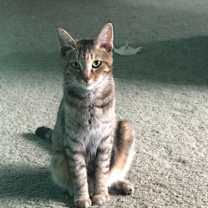 Thumbnail photo of Lily #2