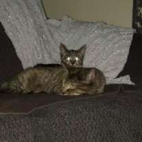 Thumbnail photo of Lily #4