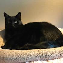 Thumbnail photo of Molly #3