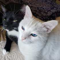 Thumbnail photo of Blue #4