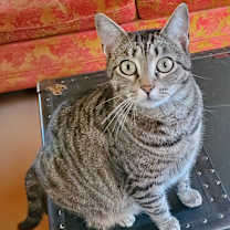 Thumbnail photo of Zena #1