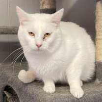 Thumbnail photo of Chena #1