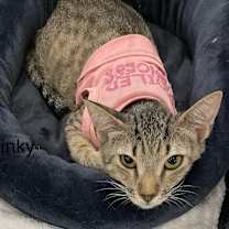 Thumbnail photo of Slinky #1