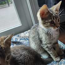 Thumbnail photo of Galaxy #1