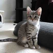 Thumbnail photo of Comet #1