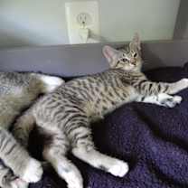 Thumbnail photo of Comet #2