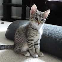Thumbnail photo of Comet #3