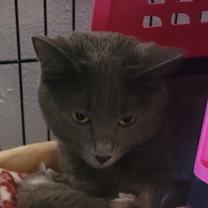 Thumbnail photo of Gracie #1