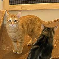 Thumbnail photo of Pippin #3