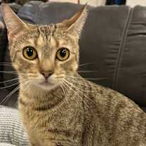 Thumbnail photo of Nala #1