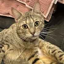 Thumbnail photo of Nala #2