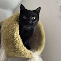 Thumbnail photo of Bean Dip #2