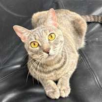 Thumbnail photo of Zola #1