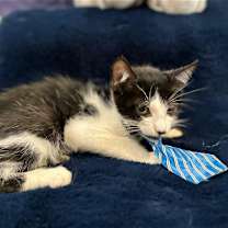 Thumbnail photo of ELIAS #4