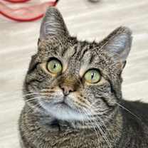 Thumbnail photo of Rosie #1