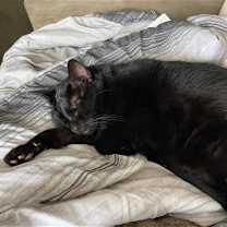 Thumbnail photo of Rasta #1