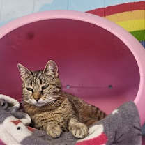 Thumbnail photo of Rosie #1