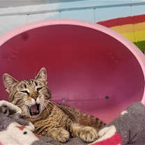 Thumbnail photo of Rosie #2