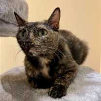 Thumbnail photo of Canyon #1