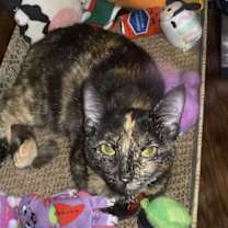 Thumbnail photo of TORTUGA (COURTESY POST) #1