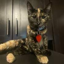 Thumbnail photo of TORTUGA (COURTESY POST) #2