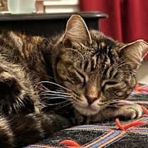 Thumbnail photo of atari #4