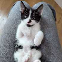 Thumbnail photo of Oreo #1