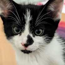 Thumbnail photo of Oreo #2