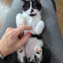 Thumbnail photo of Oreo #4