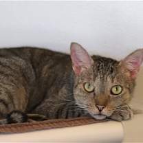 Thumbnail photo of Lil Boy #2