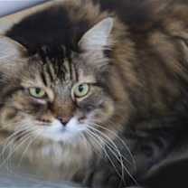 Thumbnail photo of Mosey #1