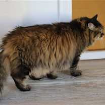 Thumbnail photo of Mosey #2