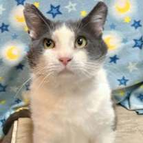 Thumbnail photo of Gordito #1