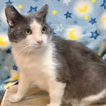 Thumbnail photo of Gordito #2