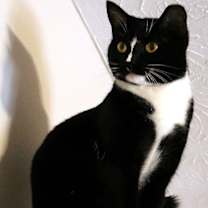 Thumbnail photo of Scout #1