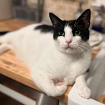 Thumbnail photo of Frankie * #1