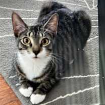 Thumbnail photo of zz - Cici #1