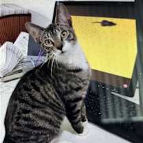 Thumbnail photo of zz - Cici #2
